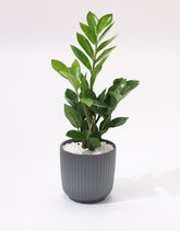 Green Zamia Plant